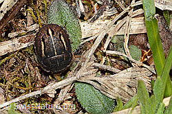 Foto: Odontoscelis fuliginosa (Schildwanze)