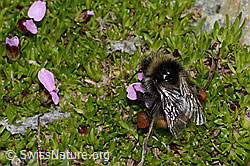 C263254: Berglandhummel (Bombus monticola) an Kalk-Polsternelke (Silene acaulis)