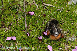 C263255: Berglandhummel (Bombus monticola) an Kalk-Polsternelke (Silene acaulis)