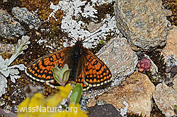 Foto: Wachtelweizen-Scheckenfalter (Melitaea athalia)