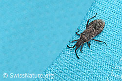 Foto: Coriomeris denticulatus (Randwanze)