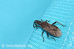 Foto: Coriomeris denticulatus (Randwanze)