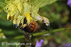 Foto: Steinhummel (Bombus lapidarius) an Schmalblättrigem Klappertopf (Rhinanthus glacialis)