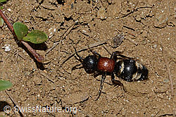 Foto: Grosse Spinnenameise (Mutilla europaea)