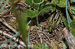 C263506: Sibirische Keulenschrecke (Gomphocerus sibiricus)