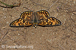 Wachtelweizen-Scheckenfalter (Melitaea athalia) (08.07.2023, C263509)