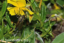 Foto: Berg-Raubfliege (Didysmachus picipes)