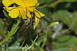 Foto: Berg-Raubfliege (Didysmachus picipes)