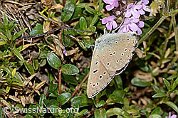 Lilagold-Feuerfalter (Lycaena hippothoe eurydame) auf Frühblühendem Thymian (Thymus praecox ssp. praecox) (C263554)