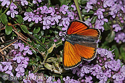 Frühblühender Thymian (Thymus praecox ssp. praecox)