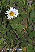 Foto: Berg-Margerite (Leucanthemum adustum)