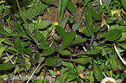 Foto: Berg-Margerite (Leucanthemum adustum)