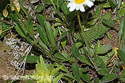 Foto: Berg-Margerite (Leucanthemum adustum)