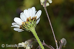 Foto: Berg-Margerite (Leucanthemum adustum)