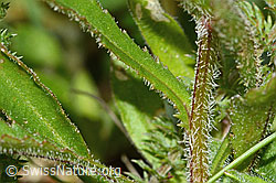 Foto: Berg-Margerite (Leucanthemum adustum)