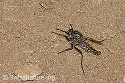 Foto: Berg-Raubfliege (Didysmachus picipes)
