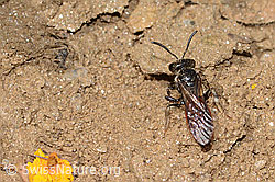 Sphecodes gibbus (Blutbiene) (08.07.2023, C263617)
