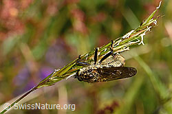 Foto: Berg-Raubfliege (Didysmachus picipes)