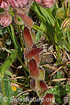 C263654: Spinnweb-Hauswurz (Sempervivum arachnoideum)