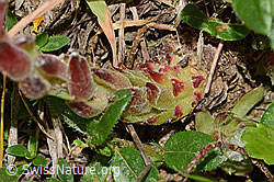 C263658: Spinnweb-Hauswurz (Sempervivum arachnoideum)