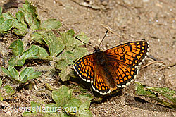 Wachtelweizen-Scheckenfalter (Melitaea athalia) (08.07.2023, C263679)
