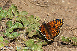 Wachtelweizen-Scheckenfalter (Melitaea athalia) (08.07.2023, C263680)