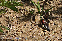 Foto: Grosse Spinnenameise (Mutilla europaea)