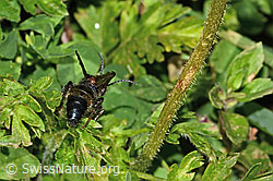 Foto: Grosse Spinnenameise (Mutilla europaea)