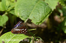Foto: Grosser Schillerfalter (Apatura iris)