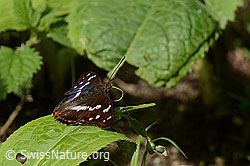 Foto: Grosser Schillerfalter (Apatura iris)