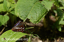 Foto: Grosser Schillerfalter (Apatura iris)