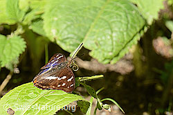 Foto: Grosser Schillerfalter (Apatura iris)