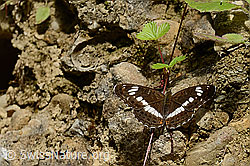 Foto: Grosser Schillerfalter (Apatura iris)
