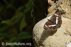 Foto: Grosser Schillerfalter (Apatura iris)