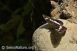 Foto: Grosser Schillerfalter (Apatura iris)