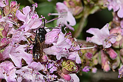 Foto: Gewöhnliche Maskenbiene (Hylaeus communis) auf Echtem Dost (Origanum vulgare)