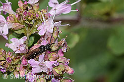 Foto: Gewöhnliche Maskenbiene (Hylaeus communis) auf Echtem Dost (Origanum vulgare)