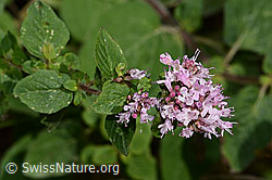 Echtem Dost (Origanum vulgare) (C267945) Echtem Dost (Origanum vulgare) (C267945)