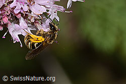 Brombeer-Perlmuttfalter (Brenthis daphne) auf Echtem Dost (Origanum vulgare)