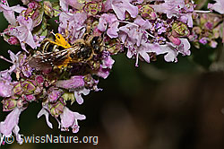 Weissbinden-Schmalbiene (Lasioglossum leucozonium) auf Echtem Dost (Origanum vulgare) (C267974) Weissbinden-Schmalbiene (Lasioglossum leucozonium) auf Echtem Dost (Origanum vulgare) (C267974)