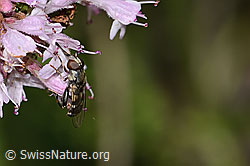 Gemeine Keulenschwebfliege (Syritta pipiens) auf Echtem Dost (Origanum vulgare) (C267975) Gemeine Keulenschwebfliege (Syritta pipiens) auf Echtem Dost (Origanum vulgare) (C267975)