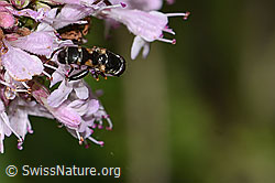 Gemeine Keulenschwebfliege (Syritta pipiens) auf Echtem Dost (Origanum vulgare) (C267977) Gemeine Keulenschwebfliege (Syritta pipiens) auf Echtem Dost (Origanum vulgare) (C267977)