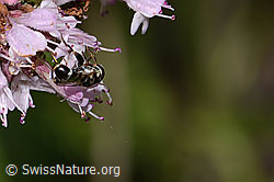 Gemeine Keulenschwebfliege (Syritta pipiens) auf Echtem Dost (Origanum vulgare) (C267978) Gemeine Keulenschwebfliege (Syritta pipiens) auf Echtem Dost (Origanum vulgare) (C267978)
