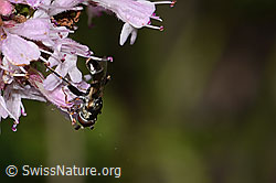 Gemeine Keulenschwebfliege (Syritta pipiens) auf Echtem Dost (Origanum vulgare) (C267979) Gemeine Keulenschwebfliege (Syritta pipiens) auf Echtem Dost (Origanum vulgare) (C267979)