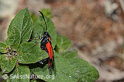 C268001: Gewöhnliches Widderchen (Zygaena filipendulae)