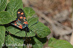 C268003: Gewöhnliches Widderchen (Zygaena filipendulae)