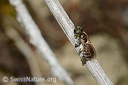 Foto: Dunkelgrüne Schmalbiene (Lasioglossum morio)