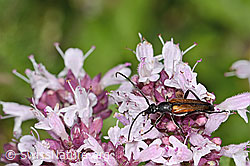Brombeer-Perlmuttfalter (Brenthis daphne) auf Echtem Dost (Origanum vulgare)