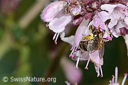 Weissbinden-Schmalbiene (Lasioglossum leucozonium) auf Echtem Dost (Origanum vulgare) (C268026) Weissbinden-Schmalbiene (Lasioglossum leucozonium) auf Echtem Dost (Origanum vulgare) (C268026)
