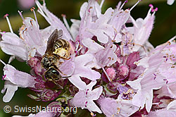 Weissbinden-Schmalbiene (Lasioglossum leucozonium) auf Echtem Dost (Origanum vulgare) (C268027) Weissbinden-Schmalbiene (Lasioglossum leucozonium) auf Echtem Dost (Origanum vulgare) (C268027)